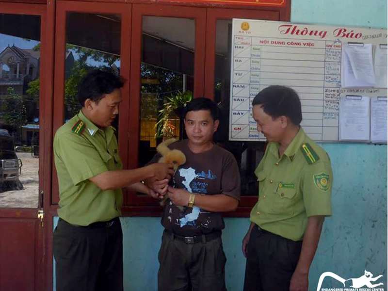Cứu hộ thành công cá thể vượn nguy cấp trong sách đỏ ở Quảng Ngãi ảnh 2 Trước đó, cá thể vượn nói trên được cứu hộ từ tỉnh Quảng Ngãi.
